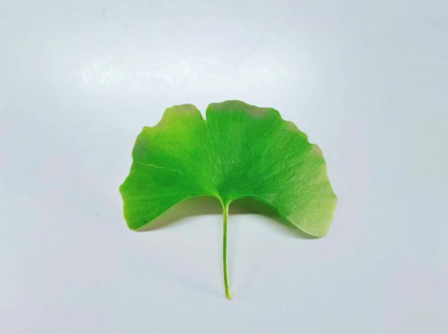 秋葉-圖片來源編輯網(wǎng)